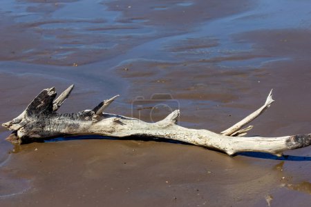 Foto de Fallen log on river or sea coast - Imagen libre de derechos