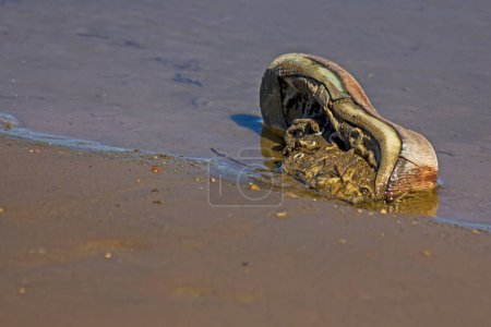 Téléchargez les photos : Reptile on sandy sea coast - en image libre de droit