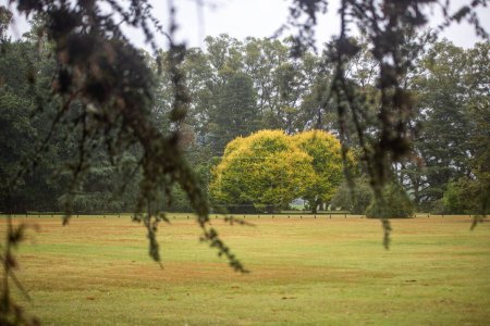 Téléchargez les photos : Beautiful view of meadow in park - en image libre de droit