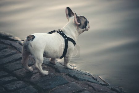 Foto de French bulldog looking away outdoors - Imagen libre de derechos