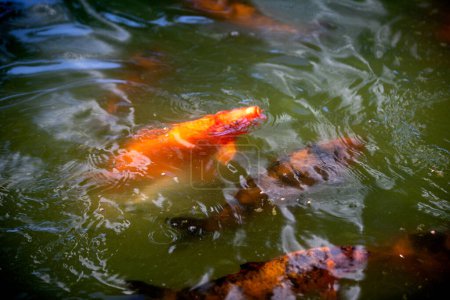 Téléchargez les photos : Koi fish in the pond water - en image libre de droit