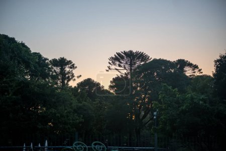 Téléchargez les photos : Beautiful sunset in the green park - en image libre de droit