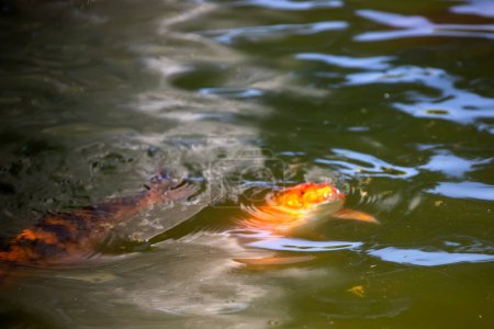 Foto de Koi fish in the pond water - Imagen libre de derechos