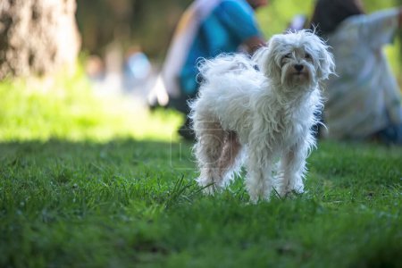 Téléchargez les photos : Furry cute dog in the park - en image libre de droit