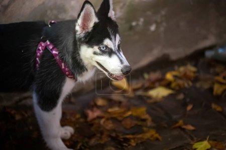 Téléchargez les photos : Cute dog looking away outdoors - en image libre de droit