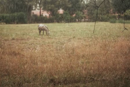 Foto de Horse on field in rainy day - Imagen libre de derechos