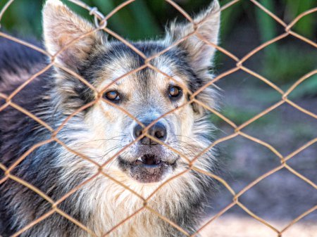 Téléchargez les photos : Dog in the cage looking at camera - en image libre de droit