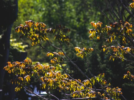 Téléchargez les photos : Leaves on tree branches in forest - en image libre de droit