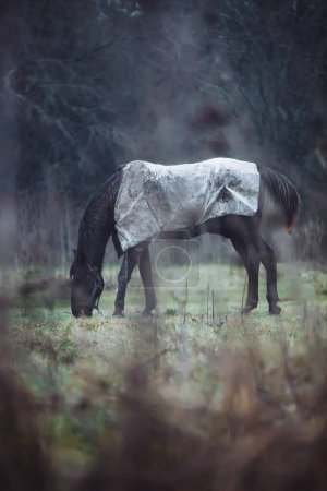 Foto de Horse grazing on meadow in nature - Imagen libre de derechos