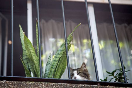 Foto de Bottom view of cat looking from balcony - Imagen libre de derechos