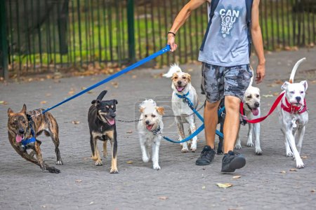 Photo for Cropped man walking with dogs outdoors - Royalty Free Image