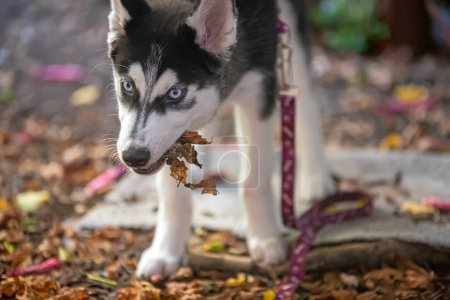 Photo for Cute dog walking on fallen leaves - Royalty Free Image
