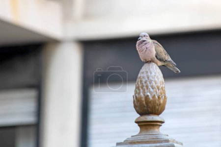 Téléchargez les photos : Bird on building part in city - en image libre de droit