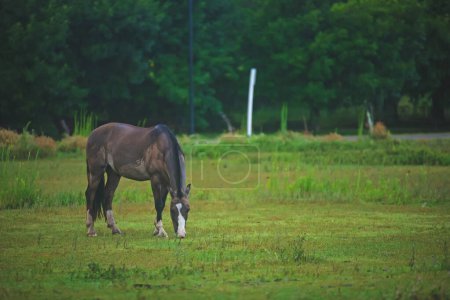 Foto de Caballo pastando en campo verde - Imagen libre de derechos