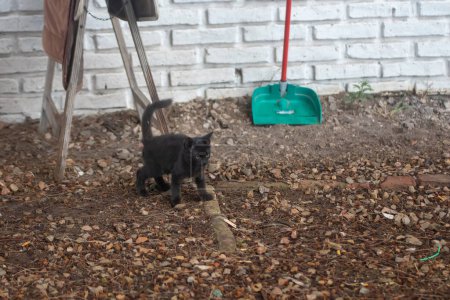 Téléchargez les photos : Chat noir marchant dehors - en image libre de droit