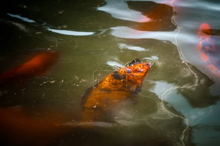 Foto de Peces koi nadando en el estanque - Imagen libre de derechos