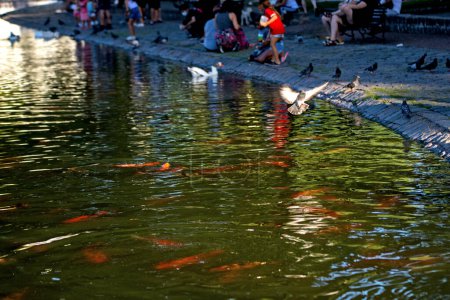 Téléchargez les photos : People resting near pond with koi fish - en image libre de droit