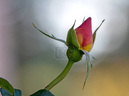 Foto de Hermosa flor en el jardín borroso - Imagen libre de derechos
