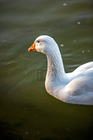 Foto de White swan on water lake - Imagen libre de derechos