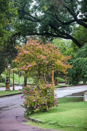 Foto de Beautiful park with green and colorful plants - Imagen libre de derechos