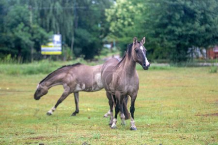 Téléchargez les photos : Beaux chevaux broutant dans la prairie - en image libre de droit