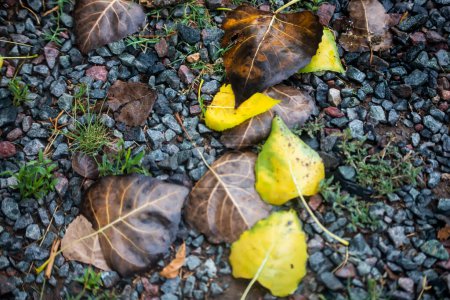 Téléchargez les photos : Feuilles d'automne colorées sur le sol - en image libre de droit