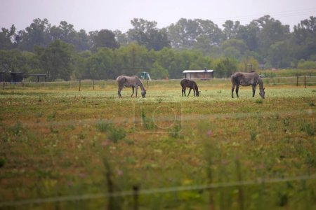 Foto de Manada de caballos pastando en el campo - Imagen libre de derechos