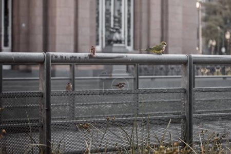 Foto de Birds sits on metal fence - Imagen libre de derechos