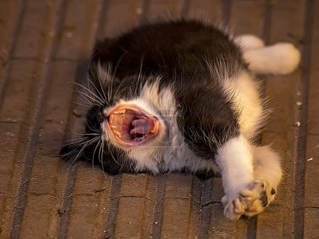 Téléchargez les photos : Yawning cat lying and resting outdoors - en image libre de droit