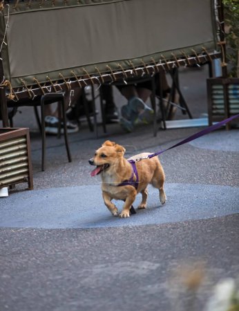 Téléchargez les photos : Dog walking on street pavement - en image libre de droit