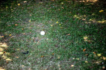 Téléchargez les photos : Balle blanche dans la pelouse verte - en image libre de droit