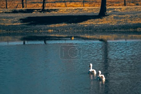 Foto de Hermosos cisnes en el agua del lago - Imagen libre de derechos