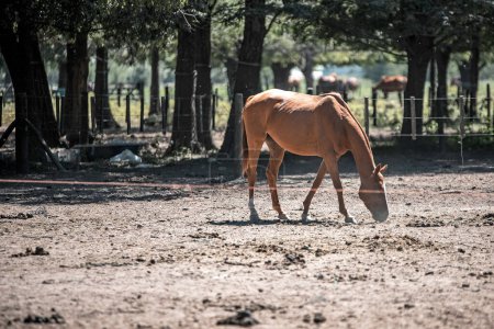 Grasende Pferde in Buenos Aires