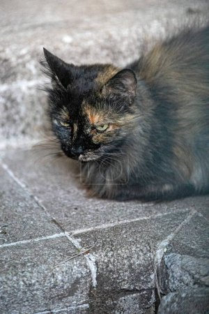 Foto de Lindo gato en la calle - Imagen libre de derechos