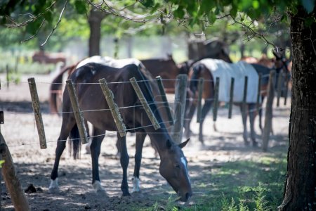 Grazing horses in Buenos Aires