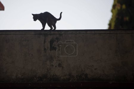 Téléchargez les photos : Chat noir dans la rue - en image libre de droit