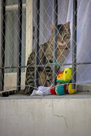 Téléchargez les photos : Le chat sur le joint de la fenêtre - en image libre de droit