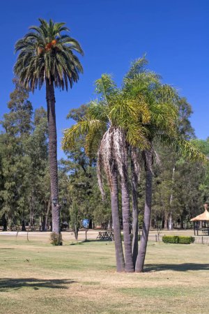 Photo for Palm trees in the park - Royalty Free Image