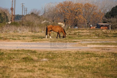 Téléchargez les photos : Magnifique prise de vue d'un cheval marron broutant dans un champ - en image libre de droit