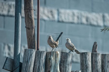 Photo for Two birds sitting on a wooden fence - Royalty Free Image