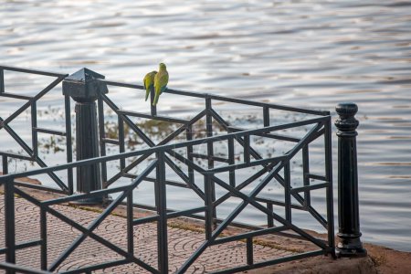 Téléchargez les photos : Petits perroquets assis sur la clôture dans l'eau d'une rive - en image libre de droit
