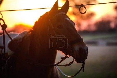Foto de Hermoso caballo durante el atardecer naranja en el campo - Imagen libre de derechos