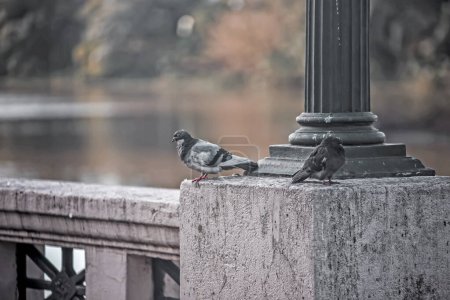 Téléchargez les photos : Pigeons sur le pont - en image libre de droit