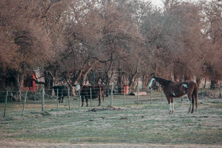 Téléchargez les photos : Beaux chevaux dans le champ - en image libre de droit