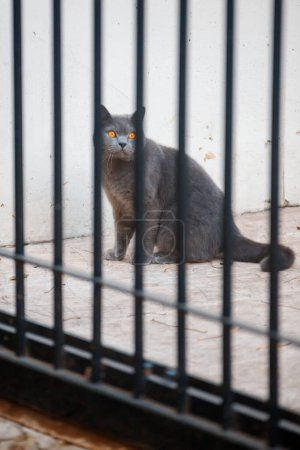 Photo for Cat in the cage - Royalty Free Image