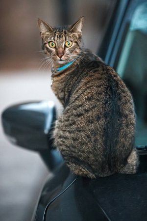 Téléchargez les photos : Un chat assis sur le capot d'une voiture - en image libre de droit