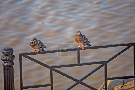 Téléchargez les photos : Deux oiseaux assis sur une rambarde surplombant un plan d'eau - en image libre de droit