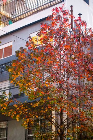 Foto de Hermoso paisaje otoñal con hojas rojas y amarillas del árbol - Imagen libre de derechos