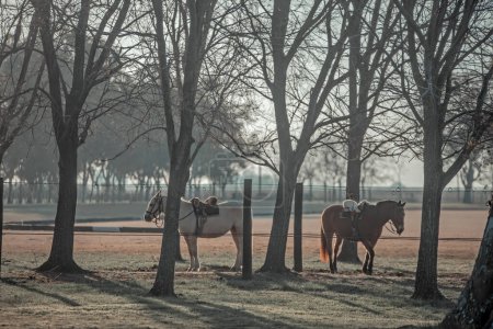Téléchargez les photos : Belle vue sur les chevaux dans le parc - en image libre de droit