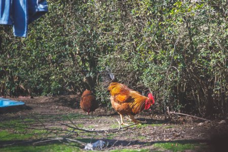 Photo for A rooster and chicken in a yard - Royalty Free Image